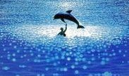碧海蓝天在线观看,在线观看，畅游海洋生态之美